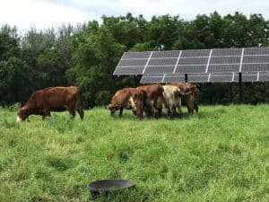 Solar farm with grazing cattle